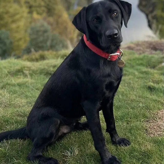 Archie