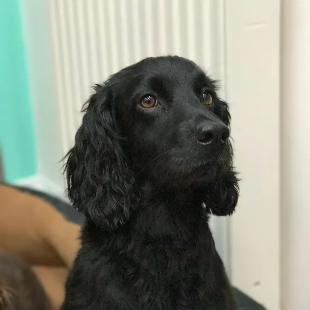 Daisy